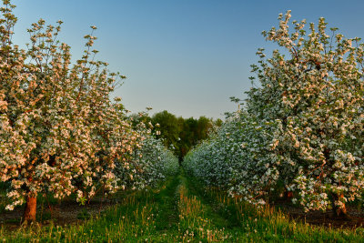 NY - Burt Apple Orchard 3.jpg