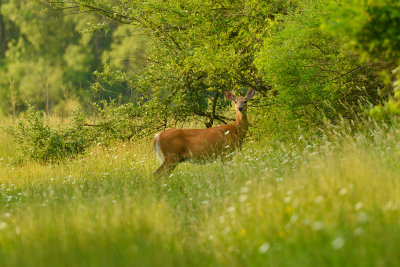 NY - Alabama Swamps Deer 1.jpg