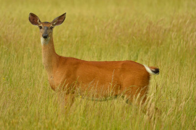 NY - Alabama Swamps Deer 3.jpg