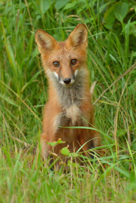 NY - Alabama Swamps Fox 1.jpg