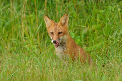 NY - Alabama Swamps Fox 5.jpg