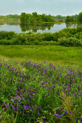 NY - Alabama Swamps Purple Vetch 1.jpg