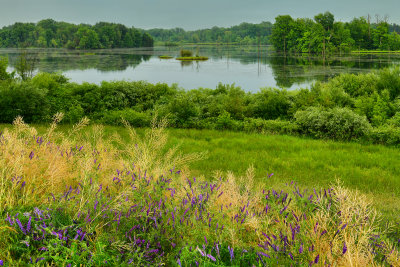NY - Alabama Swamps Purple Vetch 6.jpg