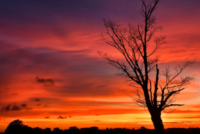 NY - Alabama Swamps Sunset Tree Silhouette.jpg