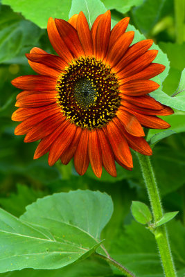 NY - Burt Sunflower 1.jpg