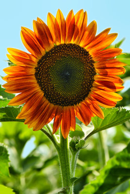 NY - Burt Sunflower 10.jpg