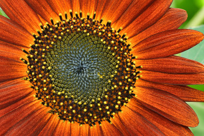 NY - Burt Sunflower 11.jpg