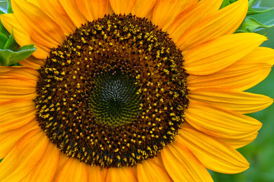 NY - Burt Sunflower 12.jpg