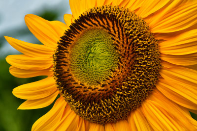 NY - Burt Sunflower 13.jpg