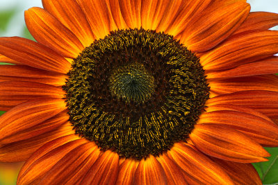 NY - Burt Sunflower 14.jpg