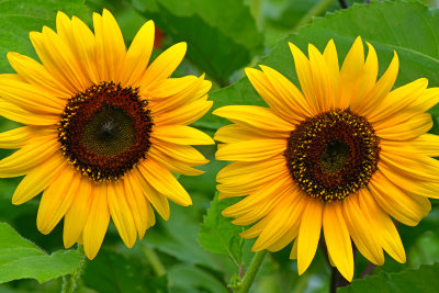 NY - Burt Sunflower 15.jpg