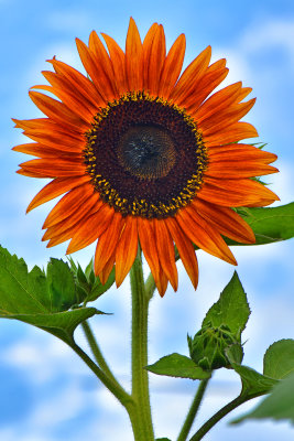NY - Burt Sunflower 16.jpg