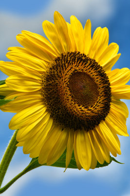 NY - Burt Sunflower 19.jpg