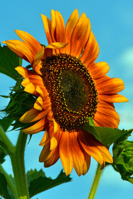 NY - Burt Sunflower 2.jpg