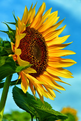 NY - Burt Sunflower 3.jpg