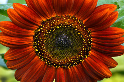 NY - Burt Sunflower 4.jpg