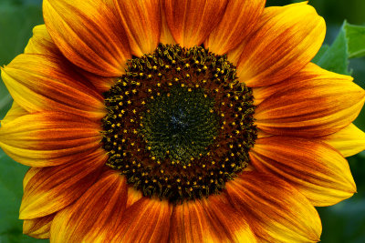 NY - Burt Sunflower 5.jpg