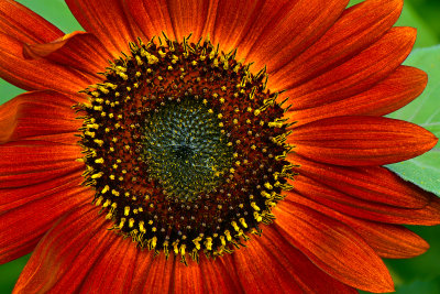 NY - Burt Sunflower 6.jpg