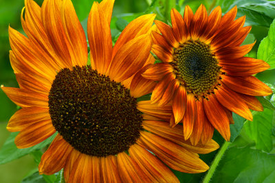 NY - Burt Sunflower 7.jpg