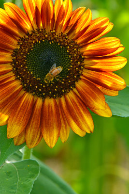 NY - Burt Sunflower 9.jpg