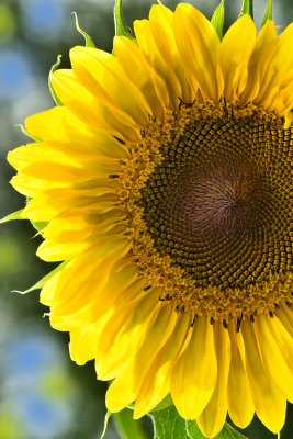 NY - Burt Sunflower 21.jpg