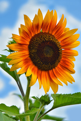 NY - Burt Sunflower 22.jpg