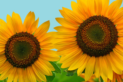 NY - Burt Sunflower 24.jpg