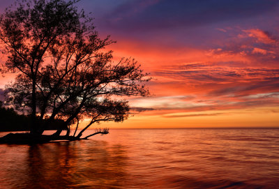 NY - Golden Hill State Park Sunset Tree Silhouette.jpg