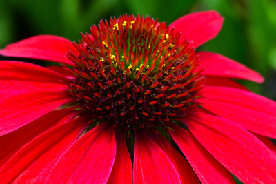 NY - Lockport Coneflower Red 1.jpg