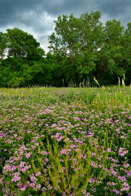 NY - Lockport Crown Vetch Wildflowers Stormy Sky 2.jpg