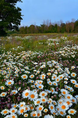 NY - Lockport Field of Daisies Dusk.jpg