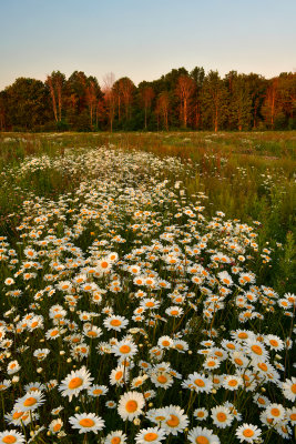 NY - Lockport Field of Daisies Last Light.jpg