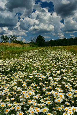 NY - Lockport Field of Daisies Sunny Cumulus.jpg