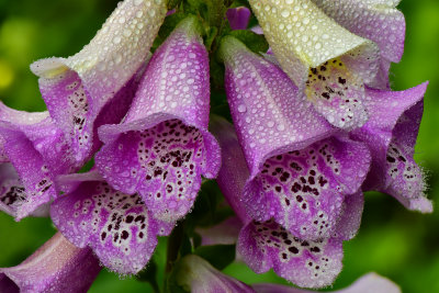 NY - Newfane Foxglove.jpg