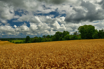 NY - Youngstown Wheat Field 1.jpg