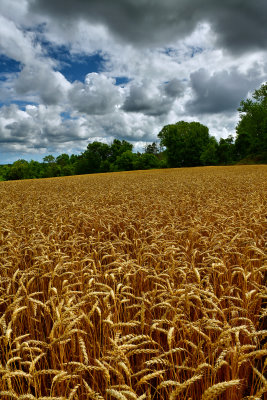 NY - Youngstown Wheat Field 2.jpg