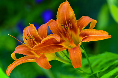 NY - Lockport Tiger Lillies.jpg