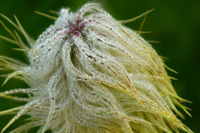 WA - Mount Rainier NP - Dew-drop Pasqueflower Seedhead.jpg