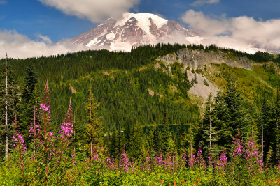 WA - Mount Rainier NP - Fireweed.jpg
