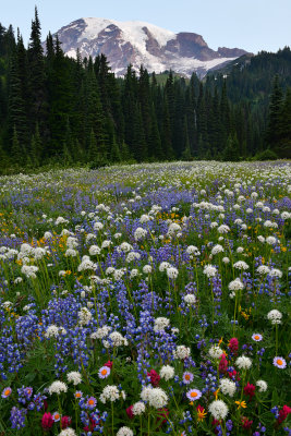 WA - Mount Rainier NP - Flower Field 1.jpg