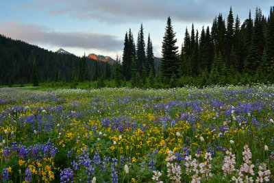 WA - Mount Rainier NP - Flower Field 2.jpg
