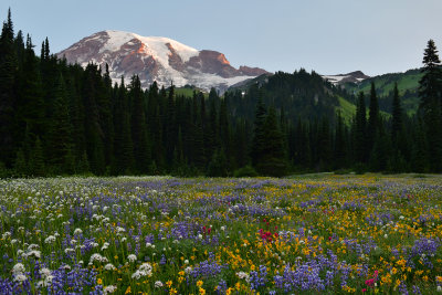 WA - Mount Rainier NP - Flower Field 3.jpg