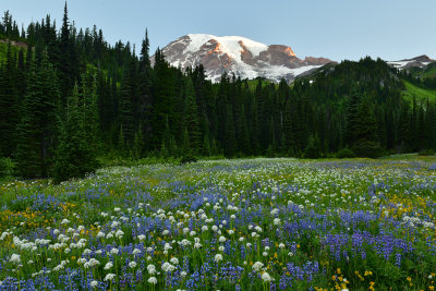 WA - Mount Rainier NP - Flower Field 4.jpg