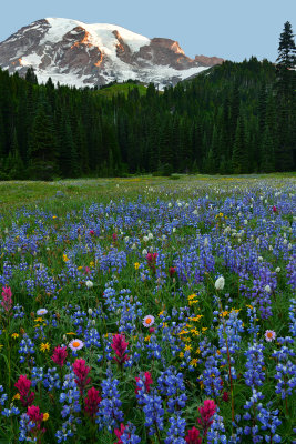 WA - Mount Rainier NP - Flower Field 5.jpg
