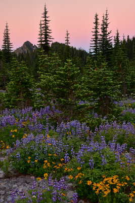 WA - Mount Rainier NP - Flower Field Earths Shadow 1.jpg