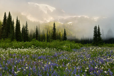 WA - Mount Rainier NP - Foggy Flower Field 1.jpg