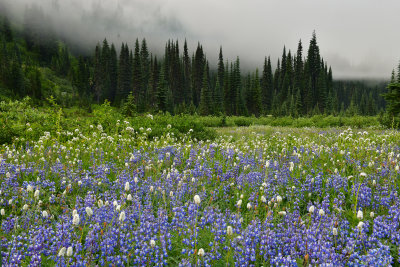 WA - Mount Rainier NP - Foggy Flower Field 10.jpg
