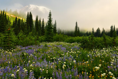 WA - Mount Rainier NP - Foggy Flower Field 3.jpg