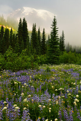 WA - Mount Rainier NP - Foggy Flower Field 4.jpg