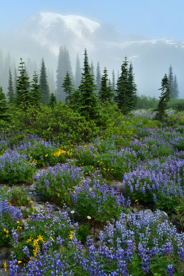 WA - Mount Rainier NP - Foggy Flower Field 5.jpg